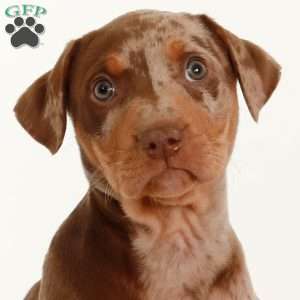 Checkers, Catahoula Leopard Dog Puppy